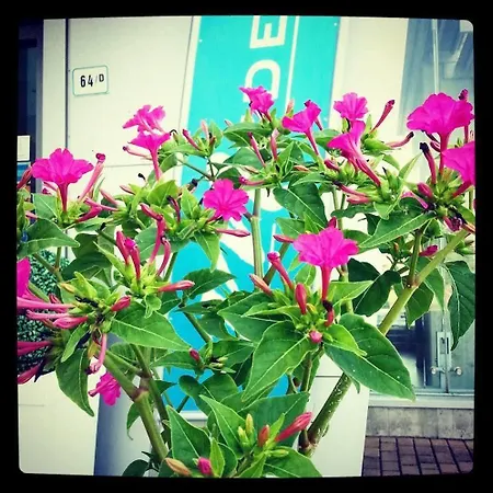 Medea (adults Only) 호텔