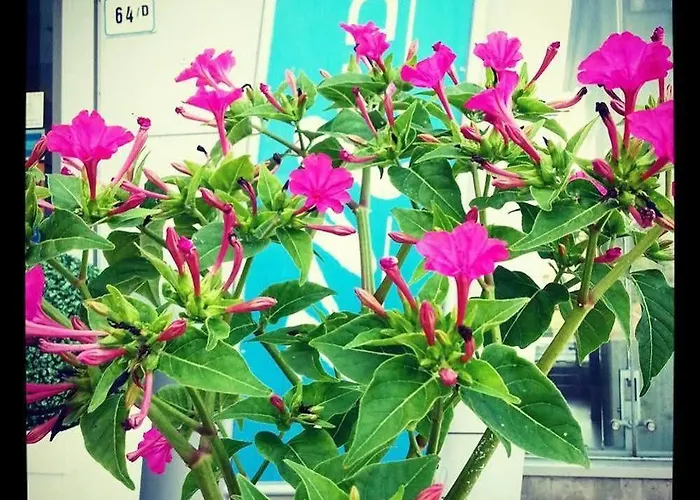 Medea (adults Only) Hotel